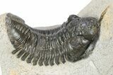 Bargain, Morocconites Trilobite Fossil - Ofaten, Morocco #340935-3